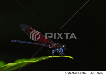 Dragonfly 16823607