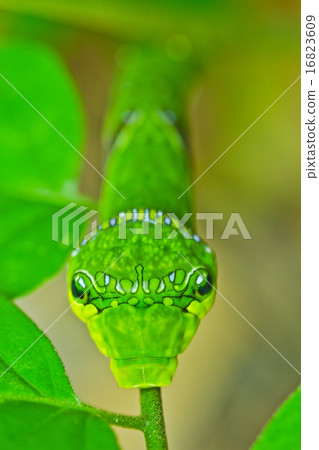 Pupa Pupa 16823609