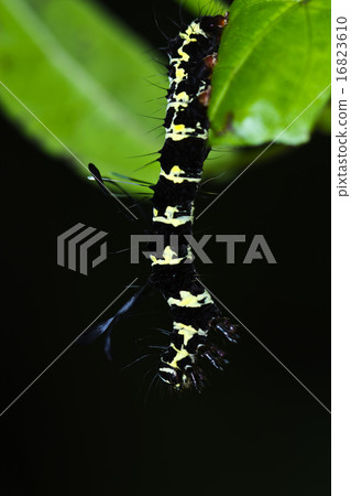 Pupa 16823610