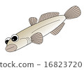 蝦虎魚 16823720