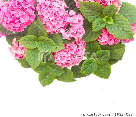 pink  hortensia flowers 16824058