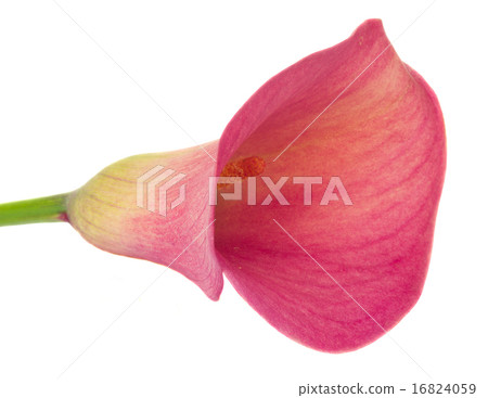 Calla lilly 16824059