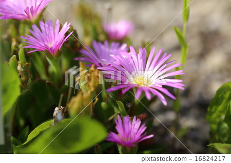 Flower of Delrosperma / Couperle Flower of Delrosperma / Couperle 16824217