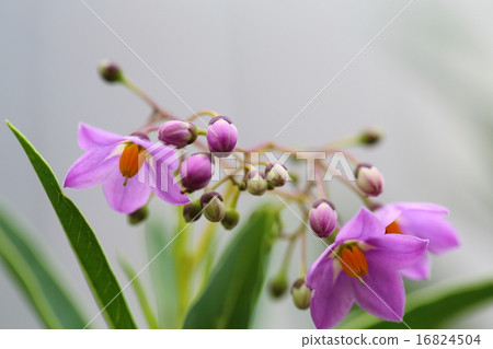 Luliean花 Luliean花 16824504