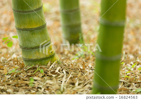 The root of bamboo The root of bamboo 16824563