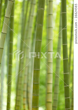 竹林 竹林 16824565
