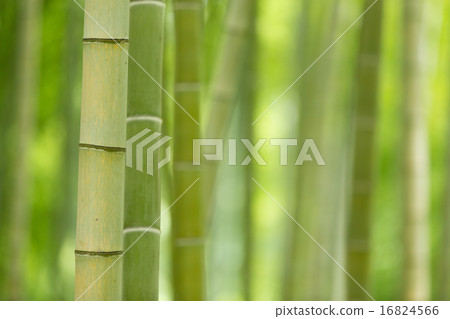 竹林 竹林 16824566