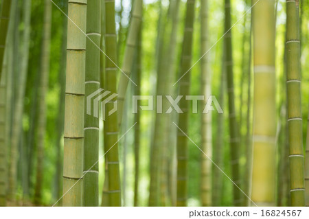 Bamboo grove Bamboo grove 16824567