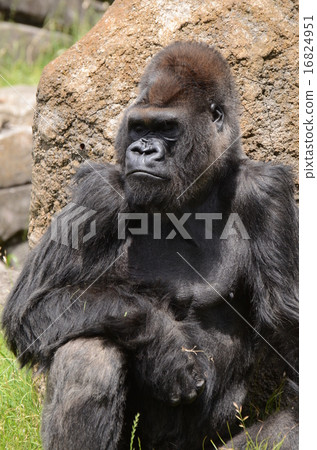 Nishi Roland gorilla 16824951