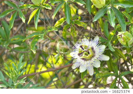 觀看草 觀看草 16825374