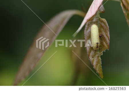 Murasaki的毛蟲幼蟲 Murasaki的毛蟲幼蟲 16825563