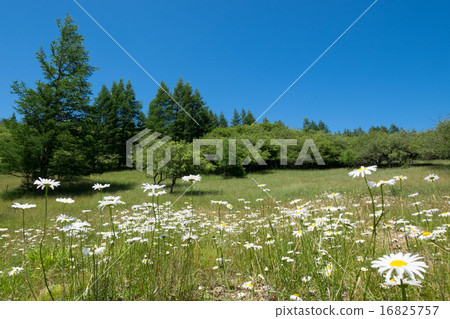 French Giku French Giku 16825757