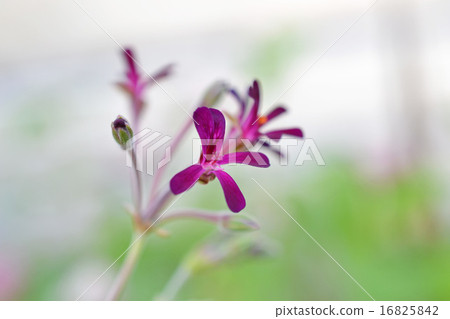 Pelargonium "Sydoides" 16825842