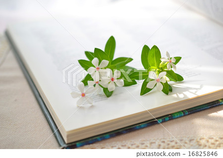 書和白Nichinoscisso 16825846