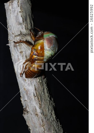 Abraezima連續照片的出現（4/28） 16825992