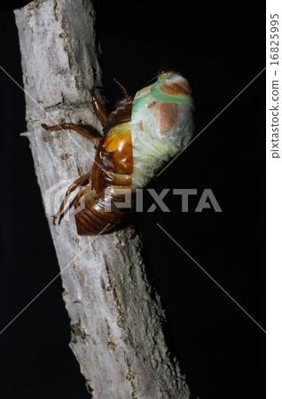 Aburasemi的出現連續照片（7/28） 16825995