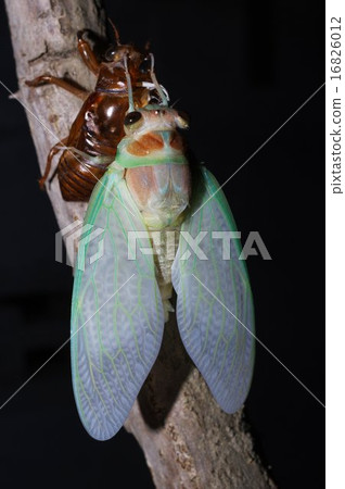 出現照片的爆破性出現（25/28） 16826012