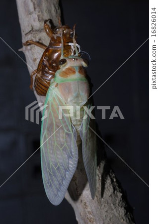 出現照片的出現（27/28） 16826014