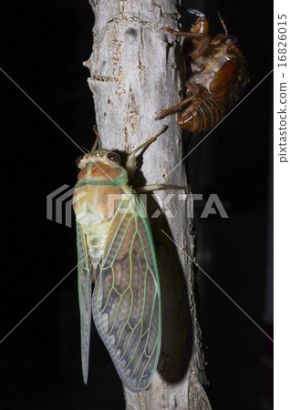 Abraezima連續照片的出現（28/28） 16826015