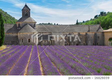 Abbey Senanque and Lavender field, France Abbey Senanque and Lavender field, France 16826039