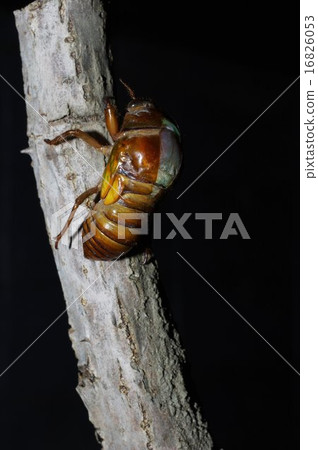 出現圖片的Abscheric出現（2/28） 16826053