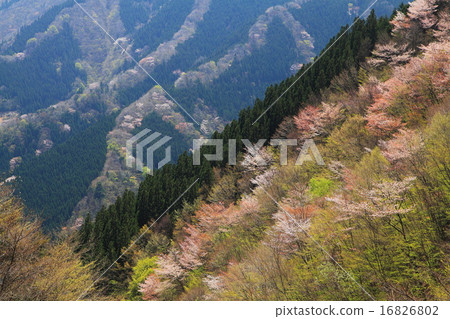 Spring of the loser 16826802