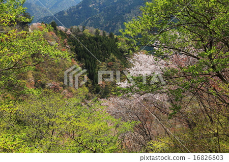 Spring of the loser 16826803