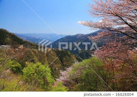Spring of the loser Spring of the loser 16826804