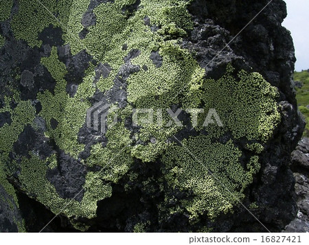 老苔蘚 老苔蘚 16827421