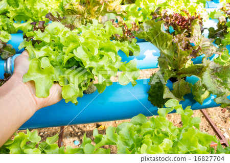 Hydroponic vegetable in farm. Lettuce in hand. 16827704