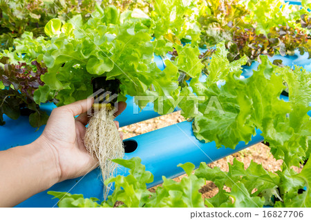 Hydroponic vegetable in farm. Lettuce in hand. 16827706