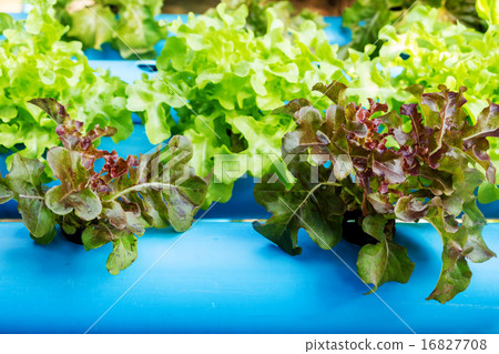 Hydroponic vegetable in farm 16827708