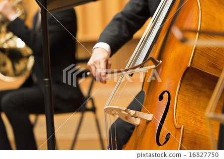 stringed instrument, stringed instruments, performance 16827750