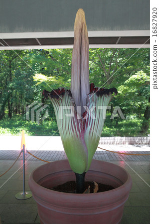 神谷植物園Shoku Daiyo Konjak Flower 16827920