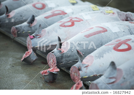 鮪魚 紅鮪 金槍魚 16827942