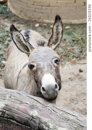 gray donkey in the stall 16828386