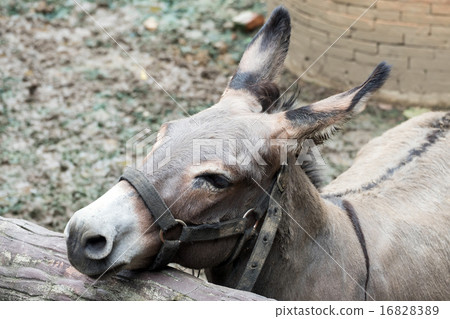 gray donkey in the stall gray donkey in the stall 16828389