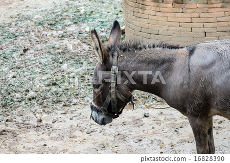 gray donkey in the stall gray donkey in the stall 16828390