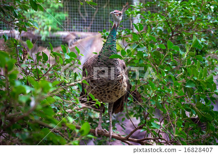 portrait of peacock in nature portrait of peacock in nature 16828407