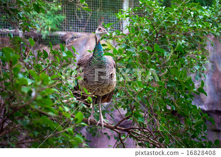 portrait of peacock in nature portrait of peacock in nature 16828408