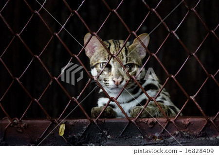 Small leopard behind the grille Small leopard behind the grille 16828409