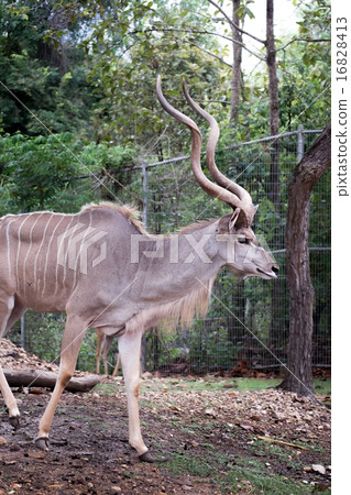 greater kudu standing outdoor 16828413