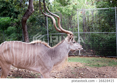 greater kudu standing outdoor greater kudu standing outdoor 16828415