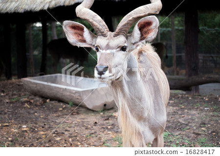 greater kudu standing outdoor greater kudu standing outdoor 16828417