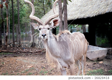greater kudu standing outdoor greater kudu standing outdoor 16828418