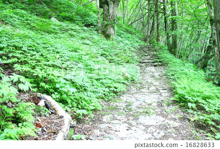 Shinshu Nagano, a promenade that goes through the mountains of Shirahone hot spring surrounded by deep green of summer Shinshu Nagano, a promenade that goes through the mountains of Shirahone hot spring surrounded by deep green of summer 16828633
