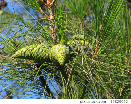 Pine cones 16829052