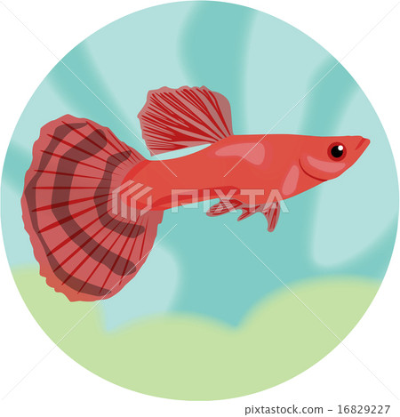Guppy. Highly detailed vector illustration.  16829227