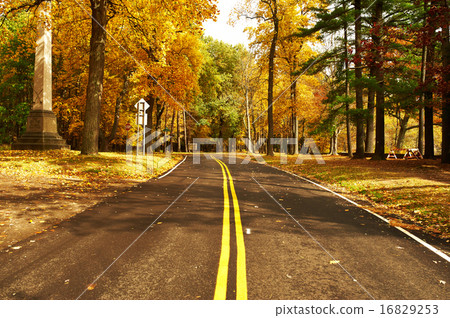 Autumn scene with road in forest 16829253