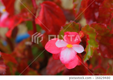 Begonia flowers Begonia flowers 16829480